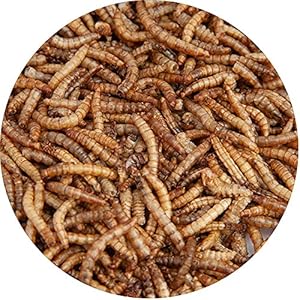Walter’s Meal Worms (5L) – Dried Mealworms for Birds, Fill Your Garden with Bird Life with Plump, Juicy, Highly…
