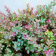 Bilberry Seedlings, No. 5 Pot, Fruit Tree Seedling, Large Seedling, Blueberry Original Seedling, Plant, Cold Resistant, Fruit 240528