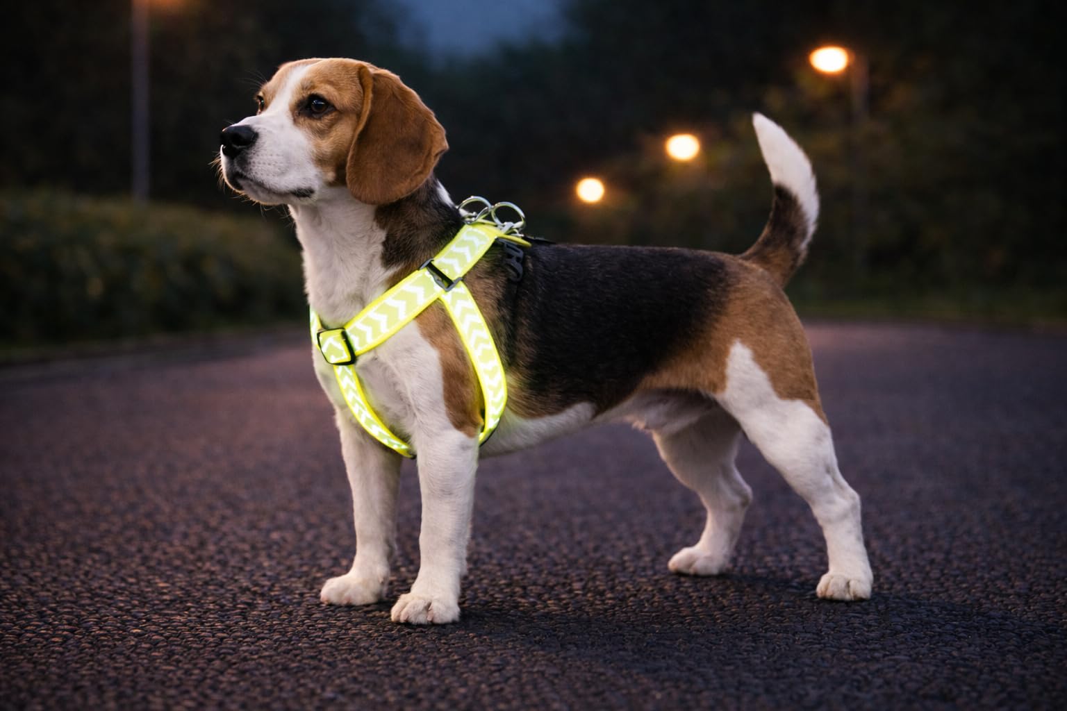 Dog Harness Step&Go Fergu Fluo yellow M 35-60cm 35-60cm 20mm