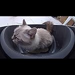 Review Image by Yan Gao