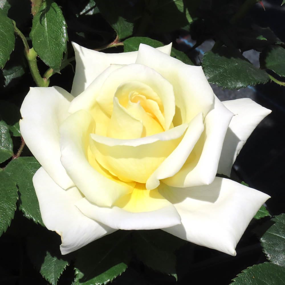 Yougarden Cream, White, Pale Yellow Harkness Rose 'The Happy Couple', 4 Litre Pot, Cream White Flowers, Ready To Plant, Garden Shrub