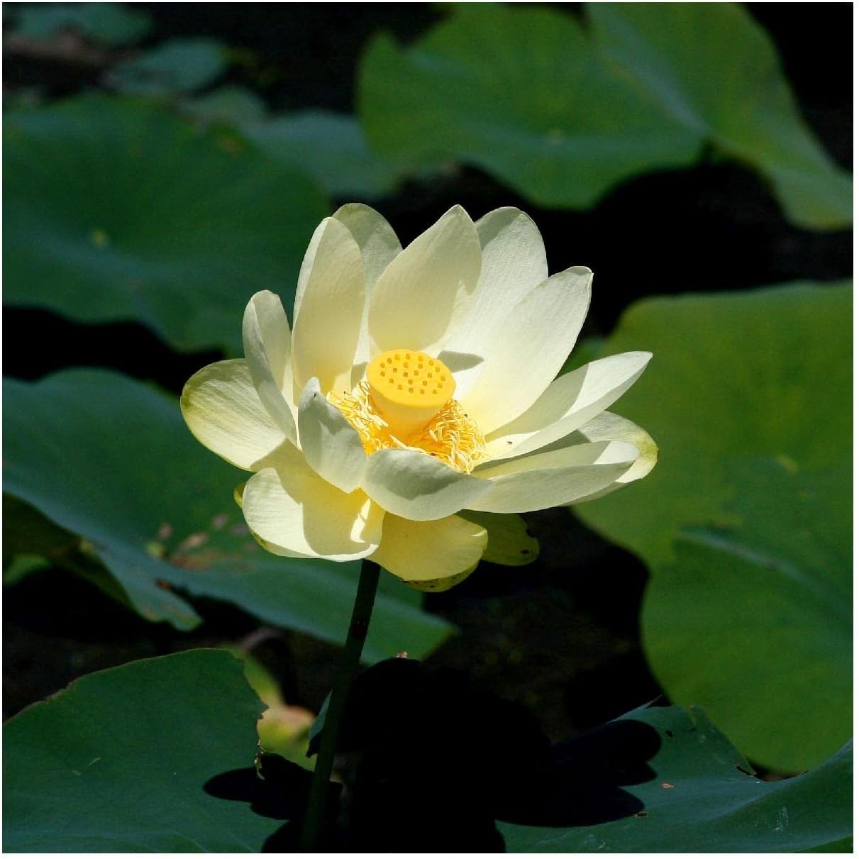 Everwilde Farms - 1/4 Lb American Lotus Native Wildflower Seeds - Gold Vault