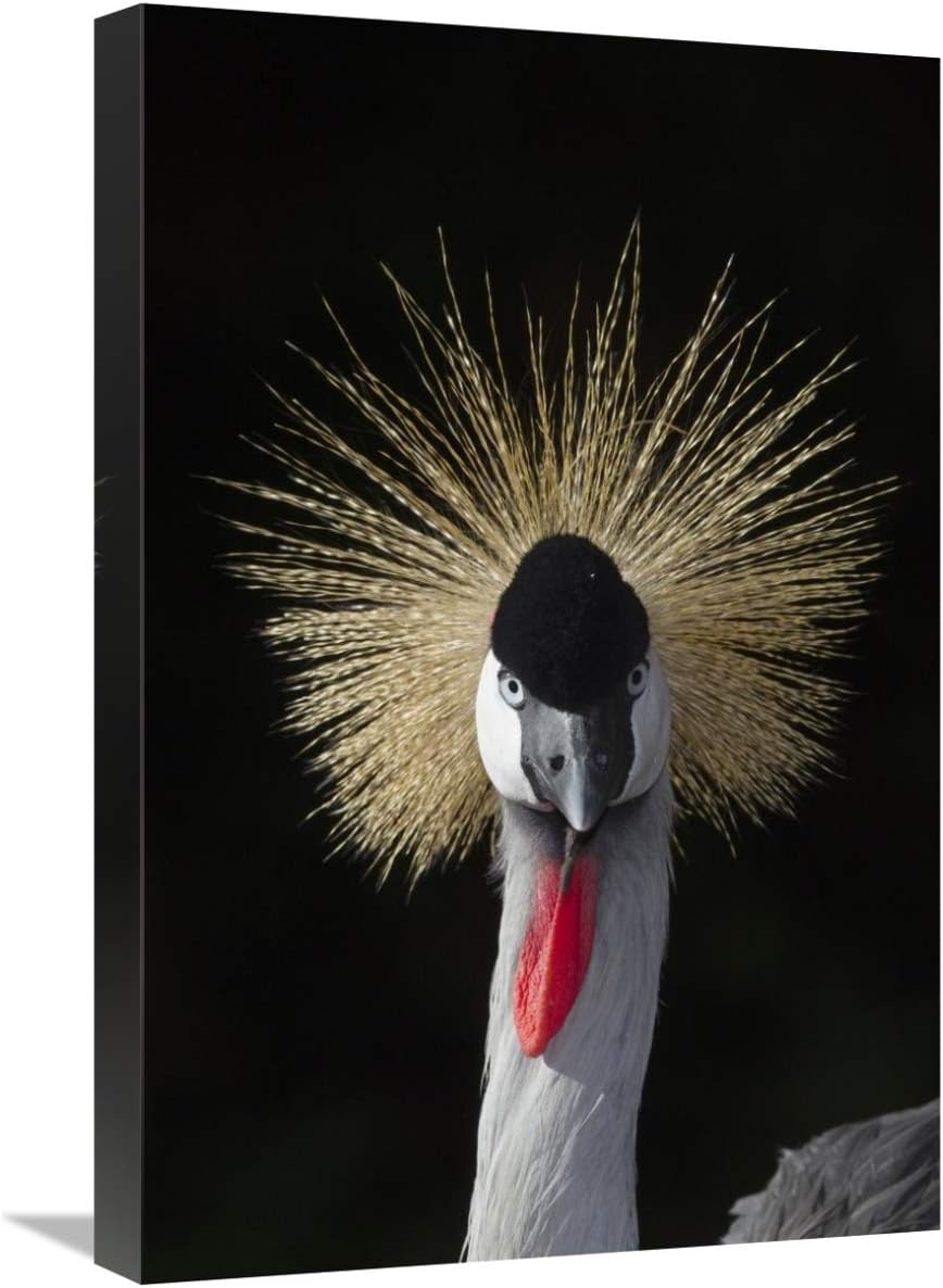 16 x 24 in. Grey Crowned Crane, Native to Africa Art Print - San Diego Zoo