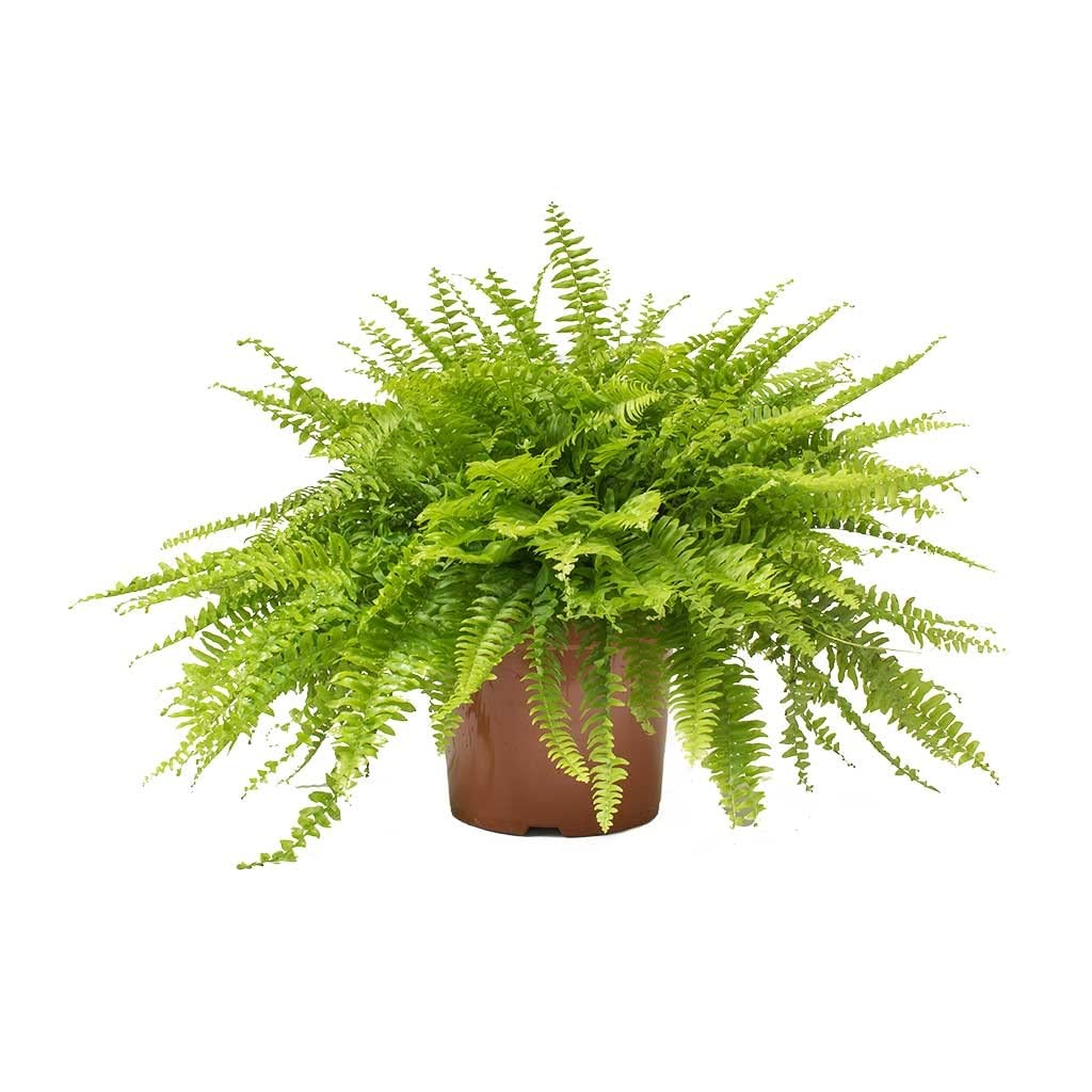 Garden Art Live Boston Fern Plant for Outdoor | For Home Decor, Office Decor, Garden | Nephrolepis Exaltata (B09ZGXW7F6) Amazon Price History, Amazon Price Tracker
