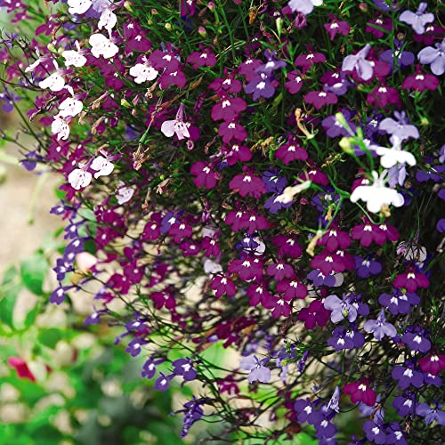 Lobelia Plants Garden Ready