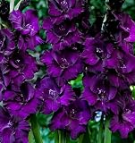 USA Made and Shipped from, Large Bulbs, Purple Mate Gladioli (3) Beautiful Flowering Perennials, Sword Lily, Gladiolus Bulbs