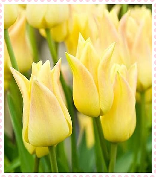 Amazon チューリップ球根 国際的な花市場で最も人気のある花の品種の1つ 多くの種類があり 世界的に有名です チューリップは暖かい春に咲き 魅力的な香りがします 30 球根 B 花