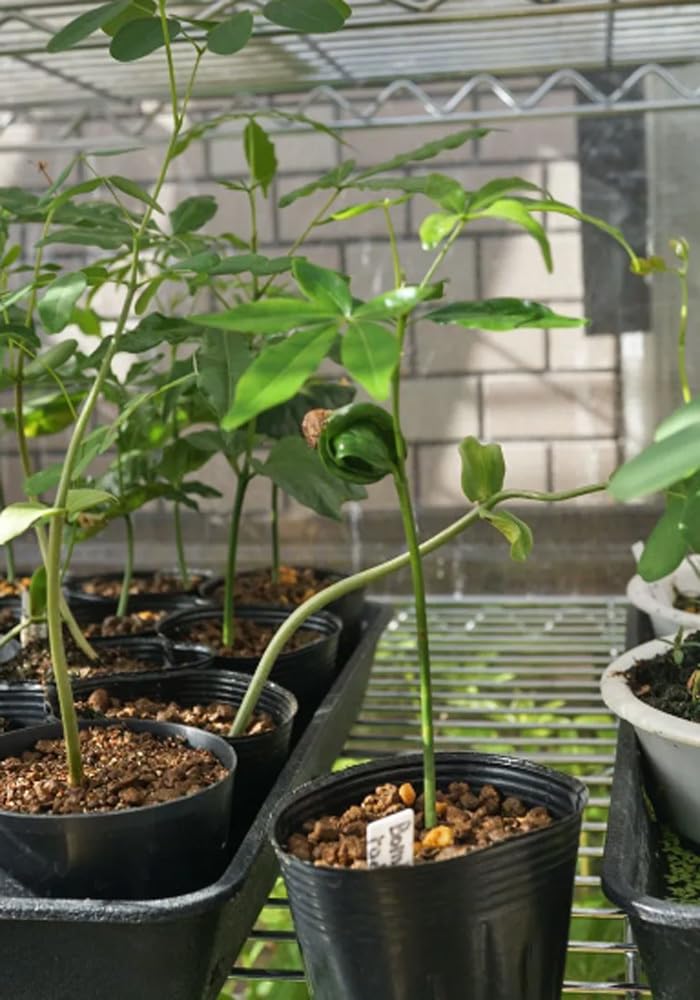 沖縄実生！超緑！最高！ボンバックス！ 沖縄実生！超緑！最高！ボンバックス！ 沖縄実生！超緑！最高