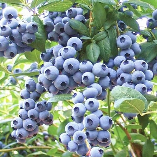 3 Sunshine Blueberry Bushes Seedlings, High-Yield Blueberry Trees Live Plants, 6 Months Old, Starter 3-6" in Tall, Cold Hardy Zones 4-7