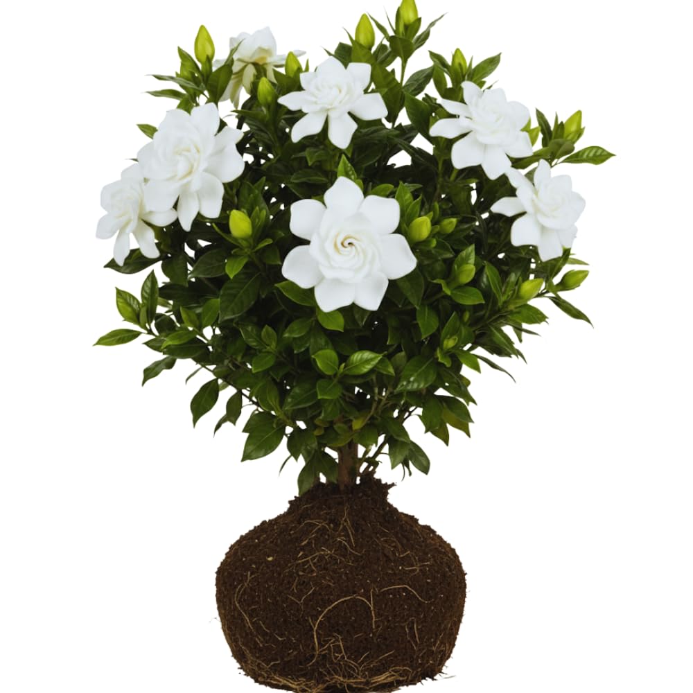 AVERAR Frost Proof Gardenia