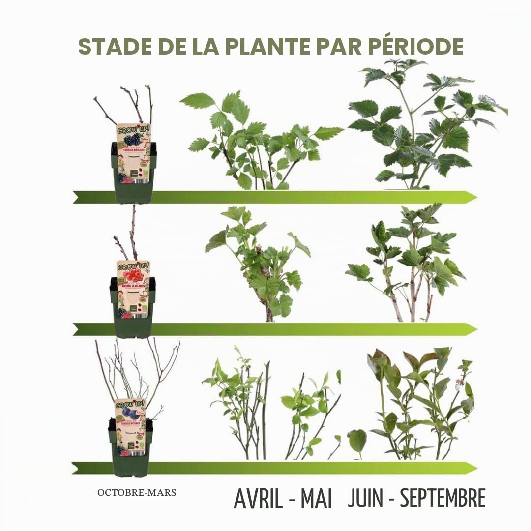 Myrtilles bio 6 plantes de myrtilles fruitières pour jardin rustiques