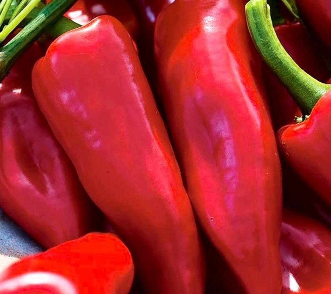LIVE GREEN Vegetable Seeds | Sweet Pepper Red Moti Mirch F1 Hybrid Seeds For Home Gardening (80 seeds pack) (B09BV7813X) Amazon Price History, Amazon Price Tracker