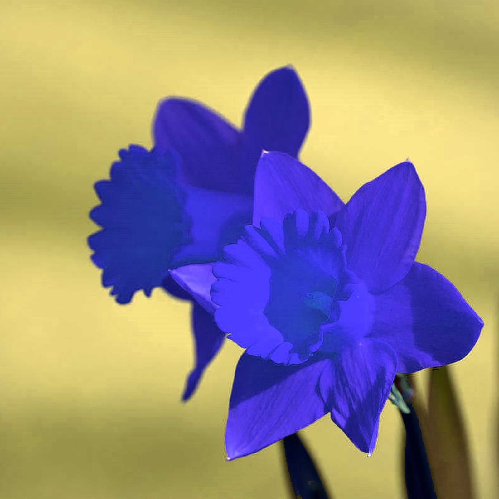 Gorgeous Daffodil Bulbs Mix/Home Decoration/Strong Plants That Grow Well/Fragrant,Narcissus for Planting Now UK Perennials,Greening Flower/Natural Organic/Landscape Design Plants.-6bulbs-J