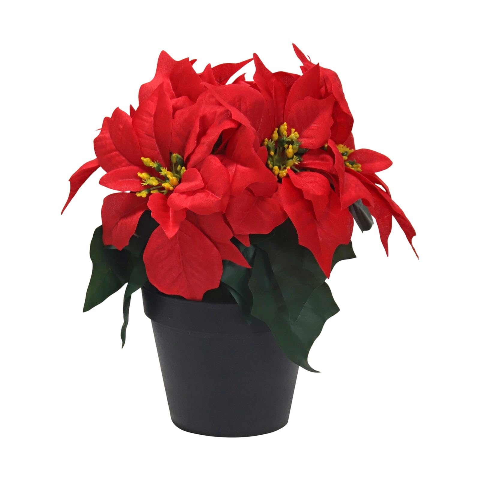 Amazon｜Folpus 【新登場】ポインセチアの花 クリスマス 鉢植え 鉢花
