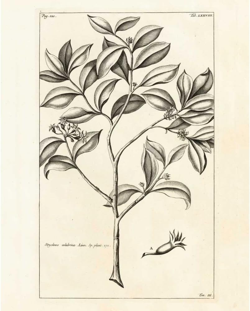 ArtDirect Tropical Leaf Study I 28x34 Extra Large Black Modern Wood Framed Art Print by Wild Apple Portfolio