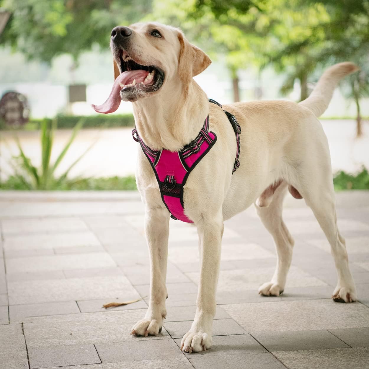 poypet no pull harness