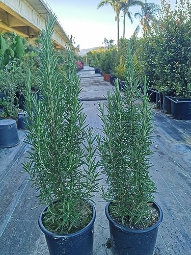 2 Piante di Rosmarino Eretto, piante aromatiche