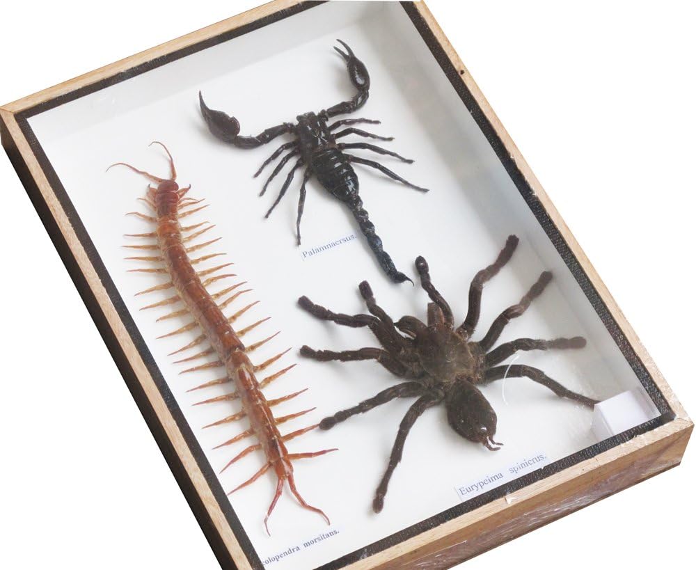 REAL GIANT SCORPION TARATULA AND CENTIPEDE INSECT TAXIDERMY COLLECTIBLES