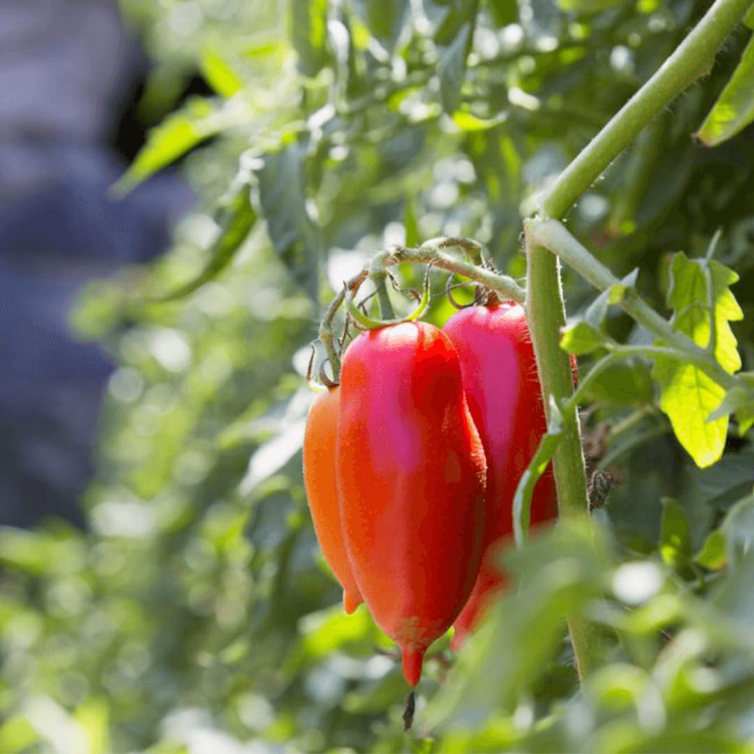 REGA San Marzano DOP Easy Open - Pomelli pelati