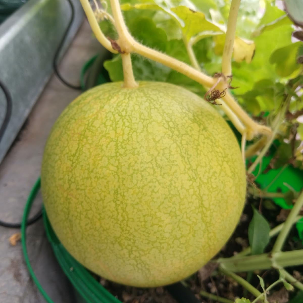 Arbuz 'Golden MIdget' (Citrullus lanatus) - ok. 5 nasion