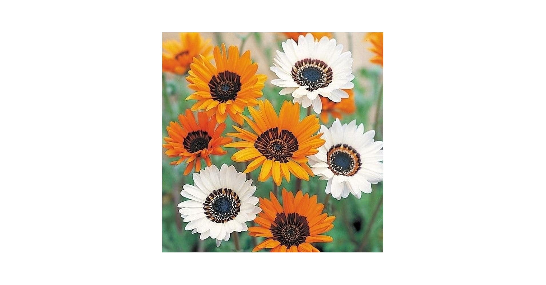 Amazon.co.jp: 種 花たね 蛇の目菊 混合 1袋(200mg) 第4種郵便 / 国 Amazon.co.jp: 種 花たね 蛇の目菊 混合 1袋(200mg) 第4種郵便 / 国