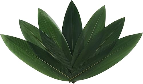 Fresh Edible Tapered Bamboo Leaves for Japanese Cuisine, Pastry, and Food Decor - Sushi Plates, Onigiri Decoration, Sushi Making Kit, 12" x 3 12", disponible en Yaxa Peru