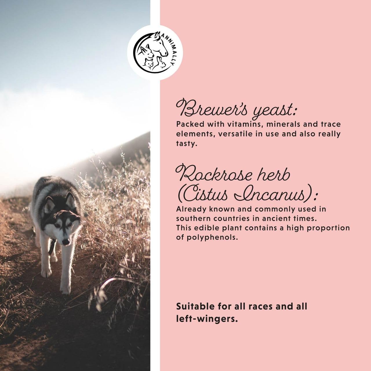 Annimally Kick The Tick Powder for Dogs, 400g with Black Cumin Oil, Rockrose Herb, Brewerβs Yeast & Seaweed - Image 4