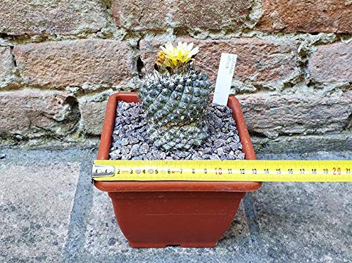 Geosism & Nature Copiapoa umilis 6 cm, Cactus, Plante succulente
