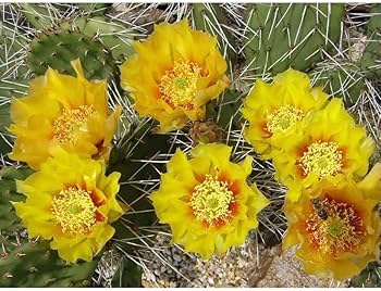 Amazon.co.jp: opuntia phaeacantha v.longispina オプンチア