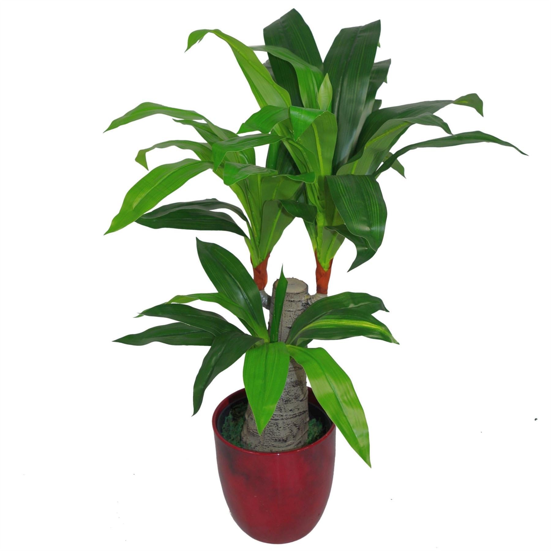 75cm Artificial Dracaena Plant - Wide Trunk Triple Branch Large - Leaf Design UK