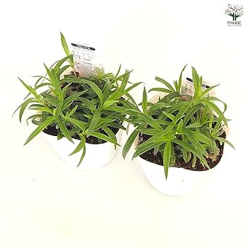 花柴 Amazon.co.jp: ITANSE フロックス カロリナ ビルベイカー