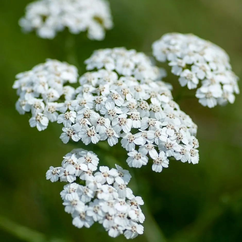 Plant Theory 9cm Pot Achillea Millefolium Common Yarrow Wildflower Perennial
