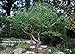 2 Corkscrew Willow Trees - Live Tree Plants - Branches and Leaves Curl Very Distinctly