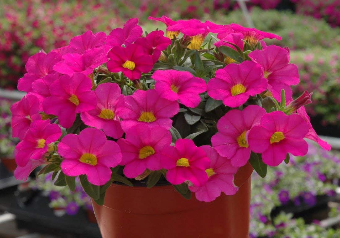 OhhSome Flower Seeds : Petunia-Rose Of Heavens Pink Garden Plants Seeds For Gardening Garden [Home Garden Seeds Eco Pack Plant Seeds - Eco" (B07Z4J5X6R) Amazon Price History, Amazon Price Tracker