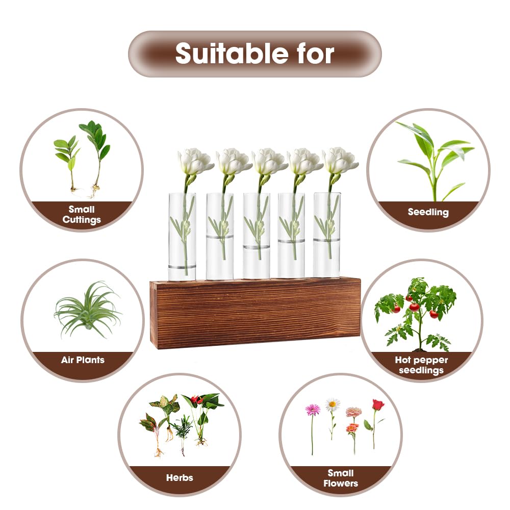 6 Jarrón Hidropónico, Jarrón de Cristal de Tubo de Ensayo Hidropónico con Soporte de Madera y Cepillar Estación Propagación Jarrón Tubo Vídrio para Plantas Hidropónicas Recortes Oficina Hogar