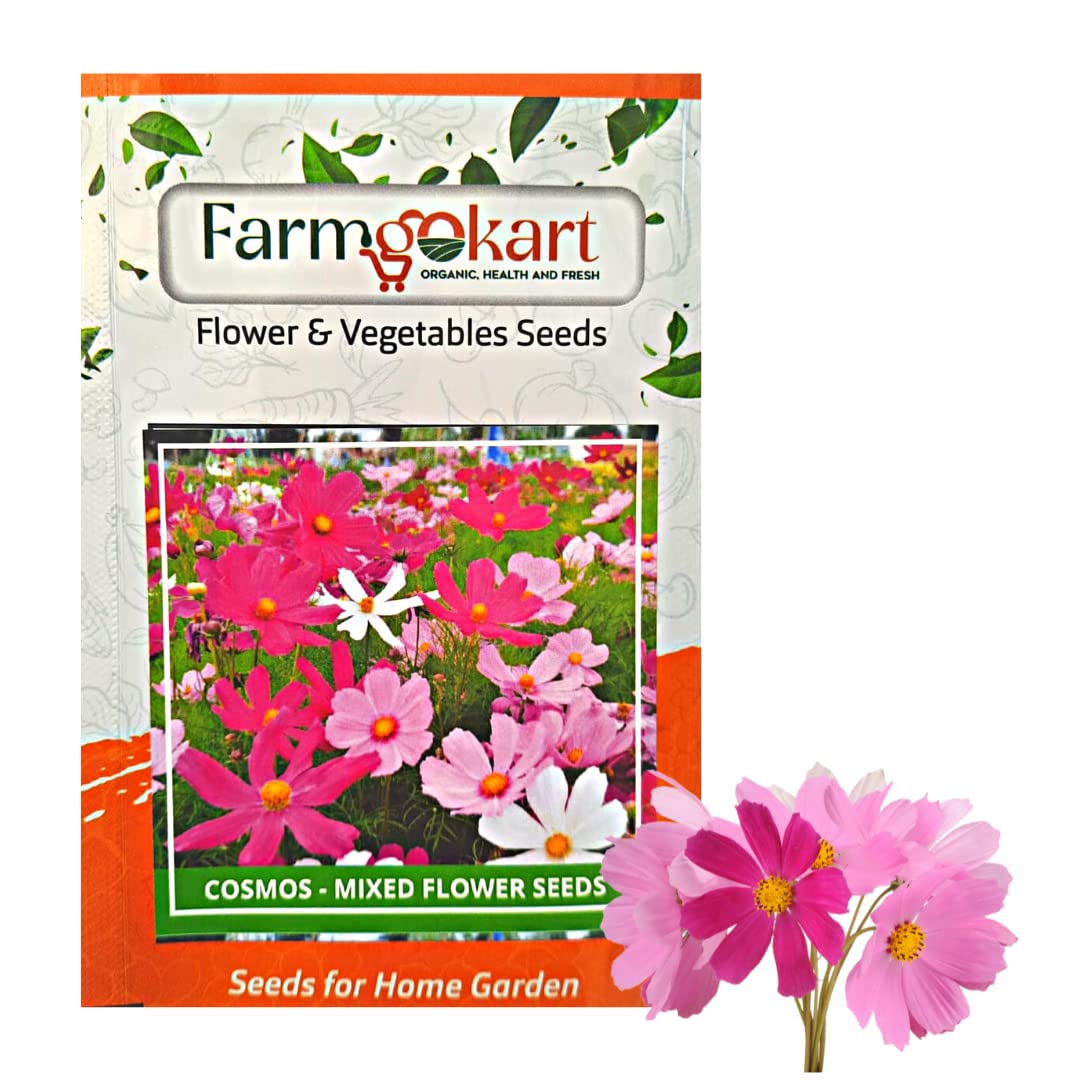 PACK OF 10 GMS (1500 SEEDS) OF COSMOS - FLOWER SEEDS | GROWER/NURSERY PACK FOR HOME AND PROFESSIONAL GARDENING |-image-23