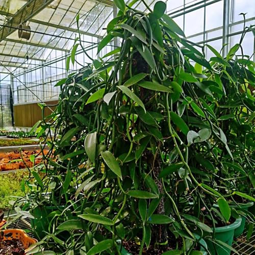Semillas de vainilla - semillas orgánicas de vainilla、 plantas verdes, plantas de interior, decoración de oficina Decoración de sala de estar, plantas resistentes para el jardín. 200pcs