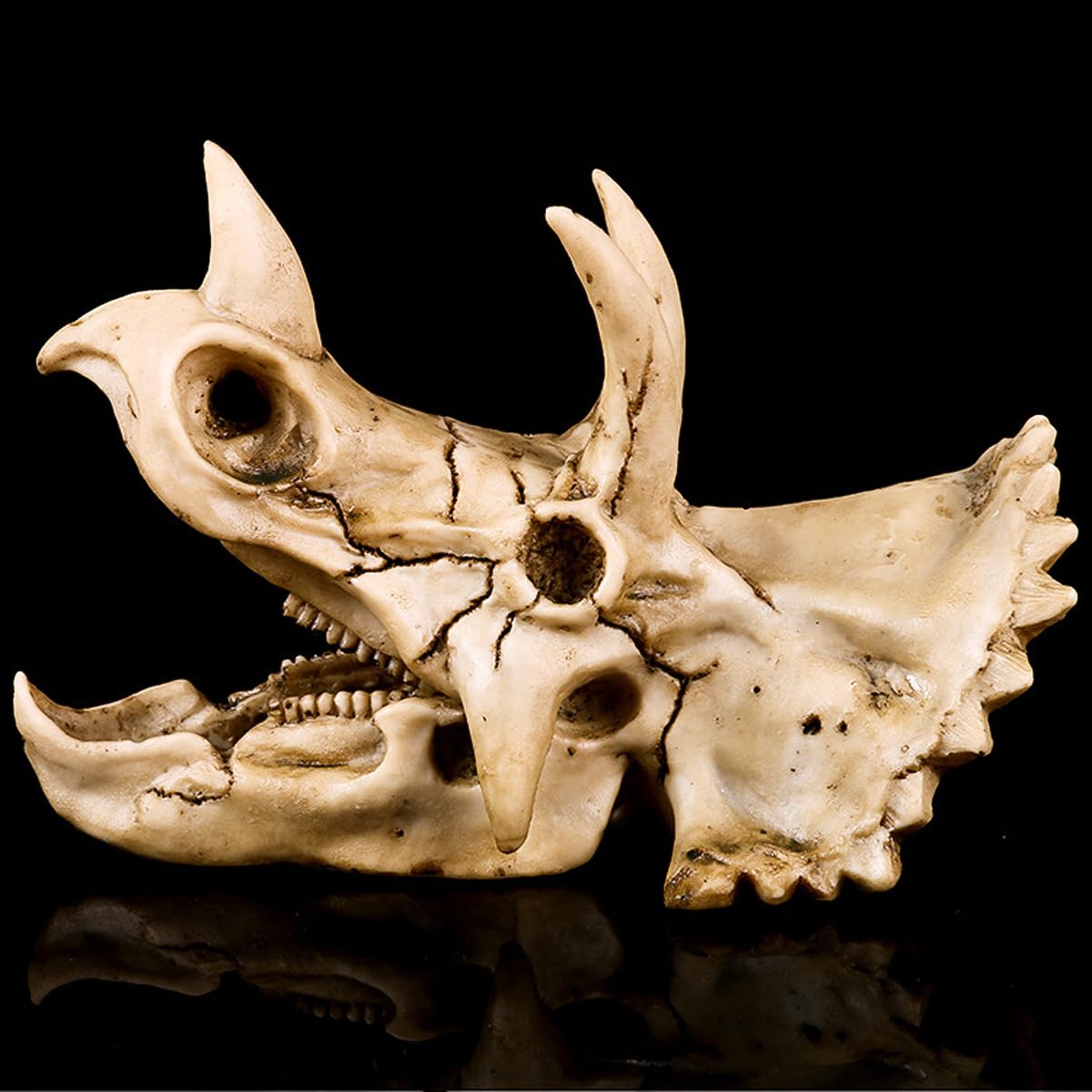 Réplica de Modelo de cráneo de Triceratops de Resina, fósil de cráneo de Diente de Dinosaurio, Accesorios de fotografía, Herramienta de enseñanza, Ornamento para el hogar