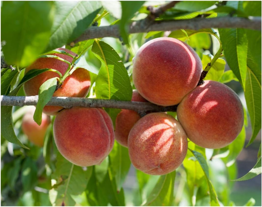 Red Haven Dwarf Peach Tree, Healthy Trees - Bare Root - 1 Each