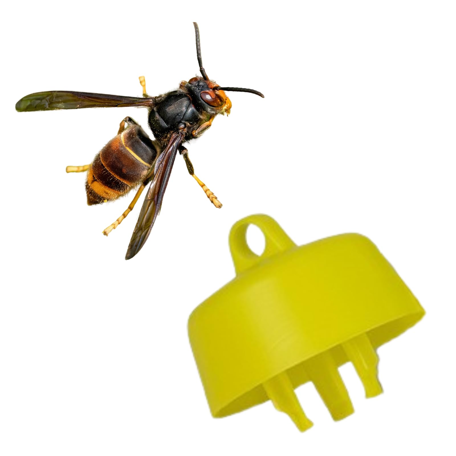 Piège à Frelon Asiatique, Mouche, Guêpe