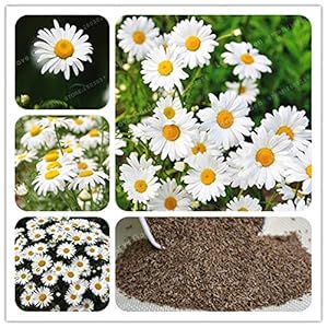 Llavors: 100 um planta de peces de Flor de Bonsai Bonsai boig bricolatge jardineria Flor RARA Bonsai