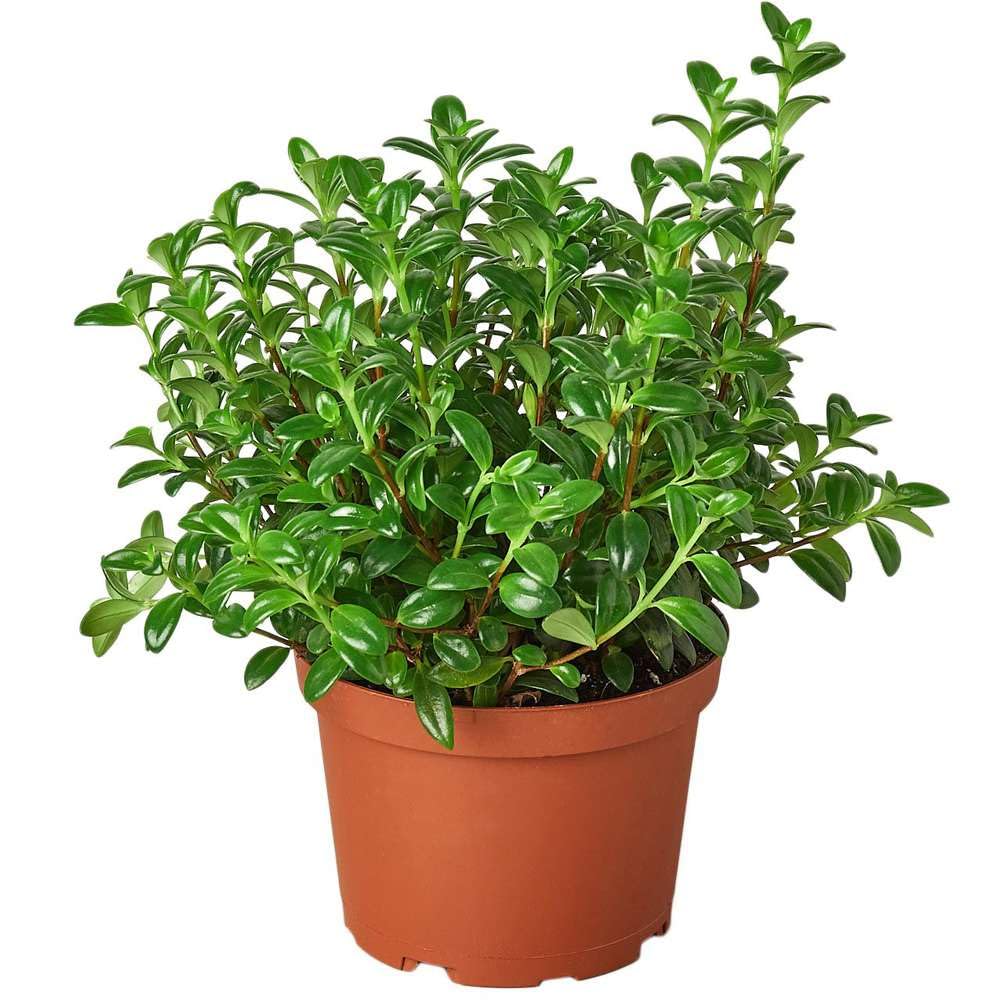 Nematanthus Candy Corn