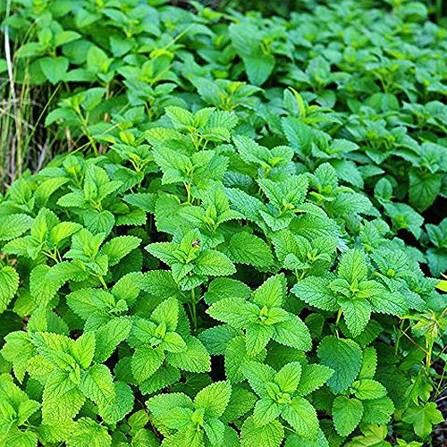 100 Graines Mentha Citrate Citron Cover