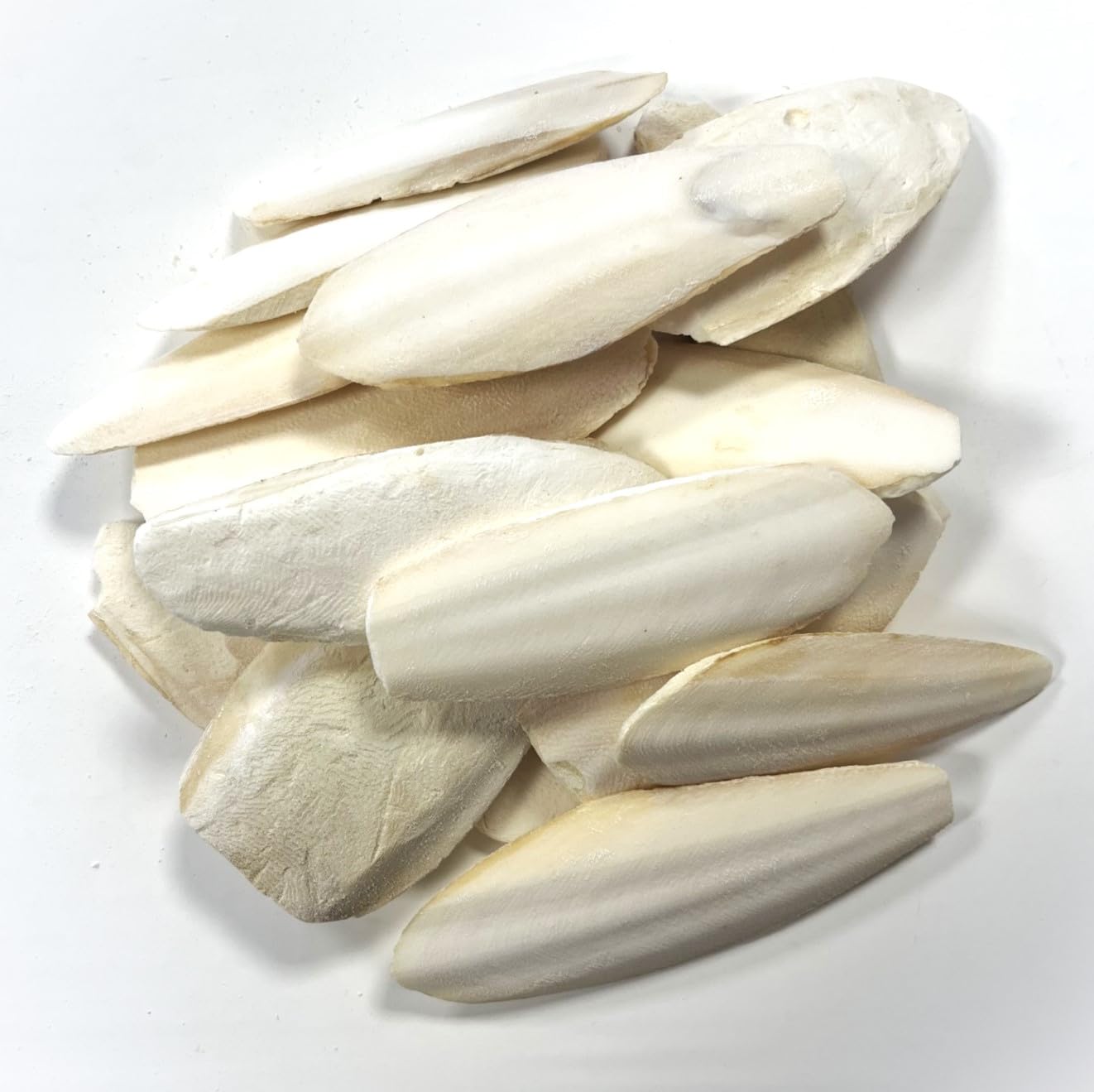 9-15cm Premium Quality Cuttlefish Bone (Pack of 2) Suitable for Cage Birds Reptiles etc, 1 count (Pack of 2)