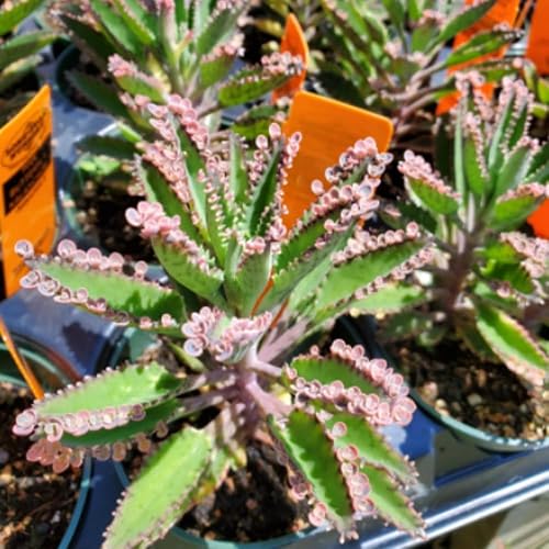 Miniatura 4 de 2 plantas de mariposa rosa Kalanchoe vivas, planta viva Kalanchoe, en maceta de 2 pulgadas, suculenta Kalanchoe rosa, madre de miles de personas