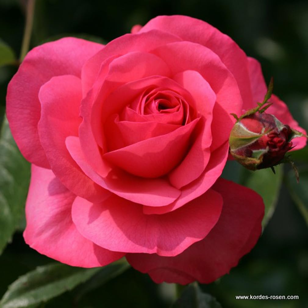 2 x Rosier - Rosa 'Rosanna' pot 25-30 cm - Un élégant rosier grimpant de Kordes aux fleurs intensément parfumées