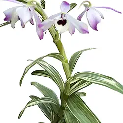 Orquídea Dendrobium Nobile Variegata