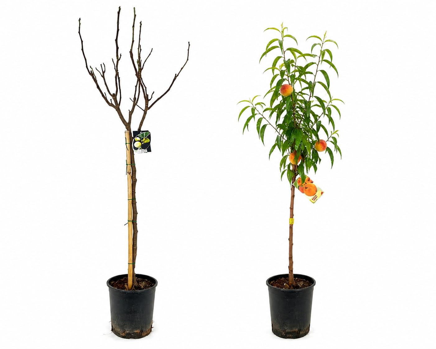 Garden Center Shop | Pack Árboles Frutales Higuera y Melocotonero | Plantas Naturales para Jardín y Huerto | Producción de Fruta | Ideal Exterior (Higuera y Melocotonero)