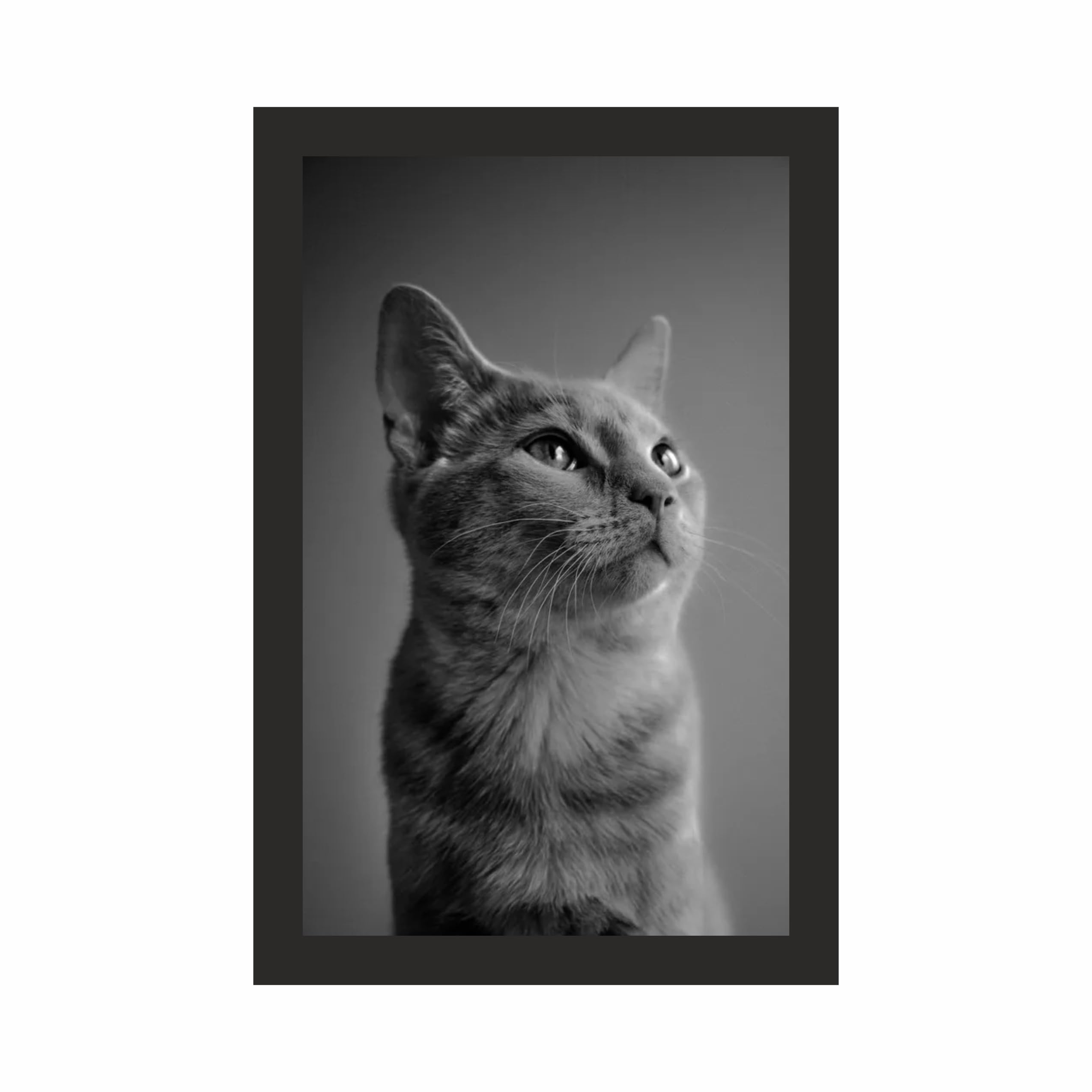 Black and White Cat Wall Art Frame 12x18 Inch