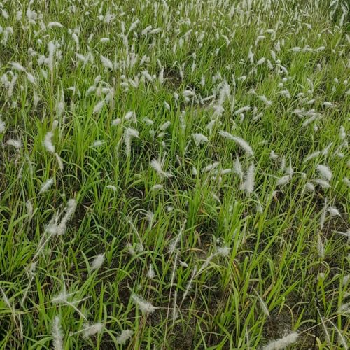 Semillas de sangre - de privacidad Imperata cilíndrica - para lugares soleados variedades antiguas ornamental resistente jardín de pastos 100pcs